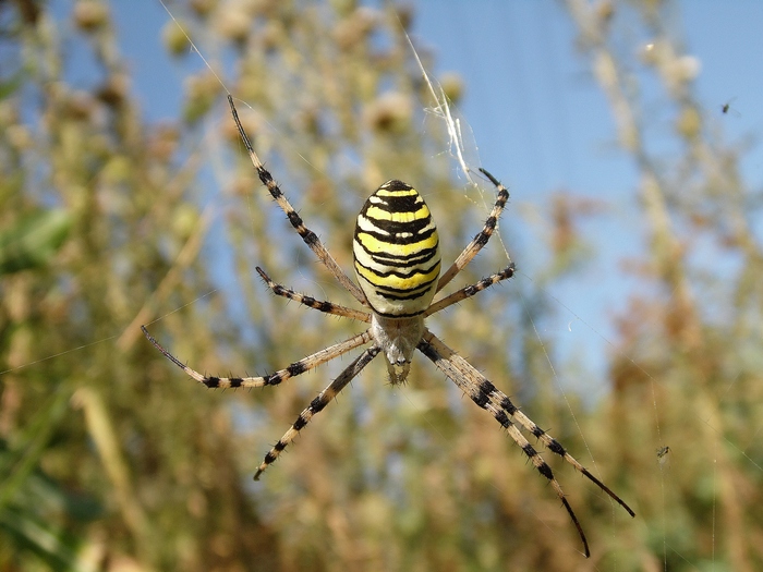 La pi bella..Argiope bruennichi